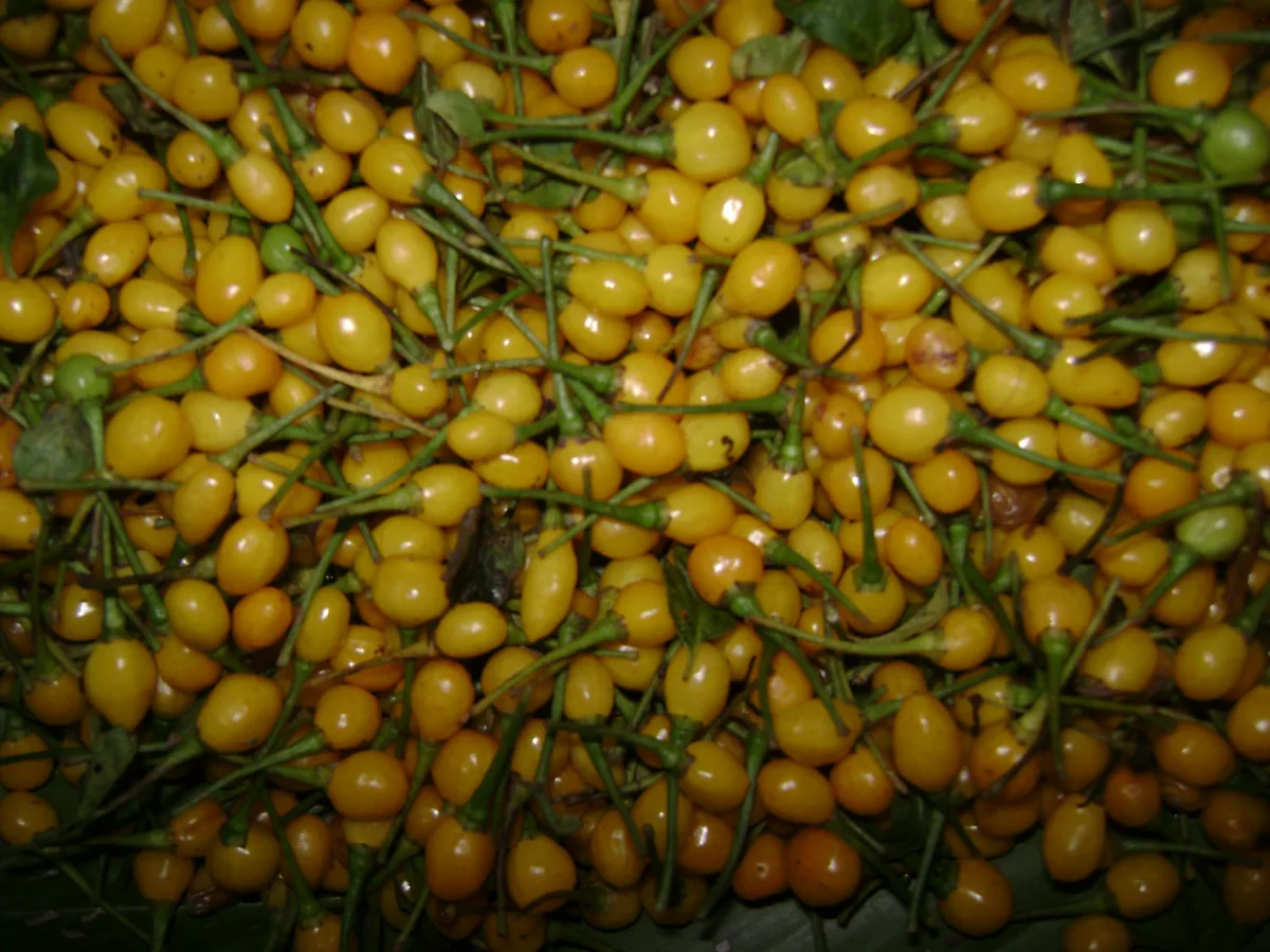 Aji Charapita chilli pepper
