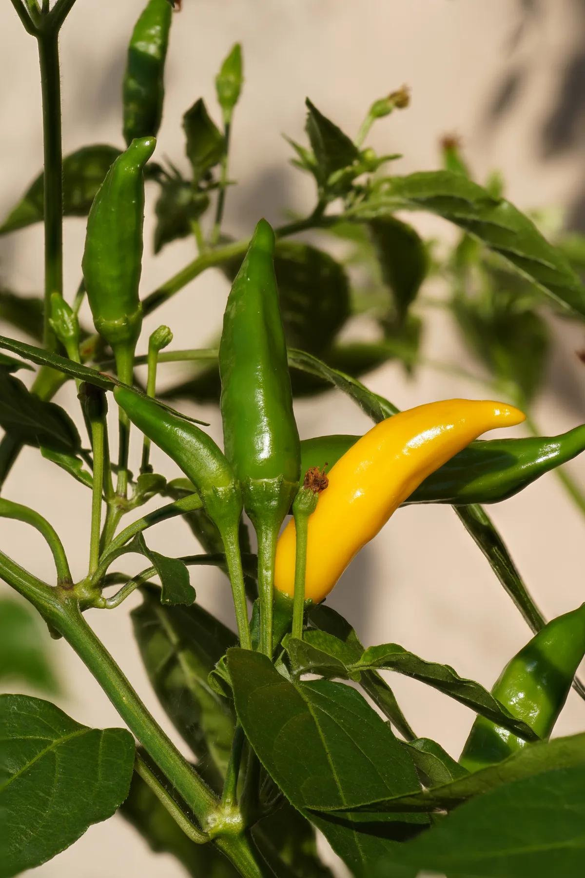 Aji Limo chilli pepper