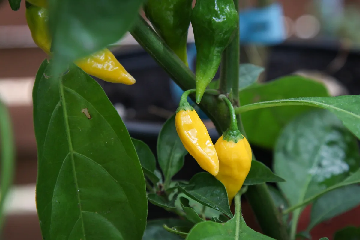 Aji Limon chilli pepper