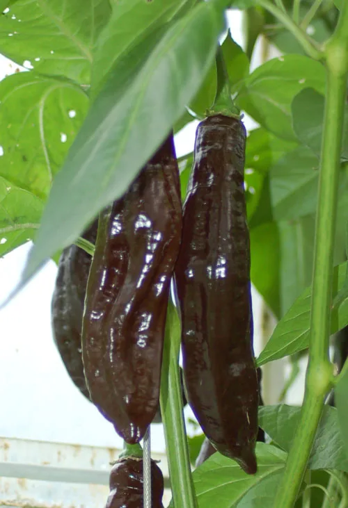 Ancho chilli pepper
