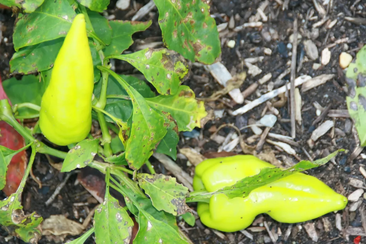 Beaver Dam chilli pepper