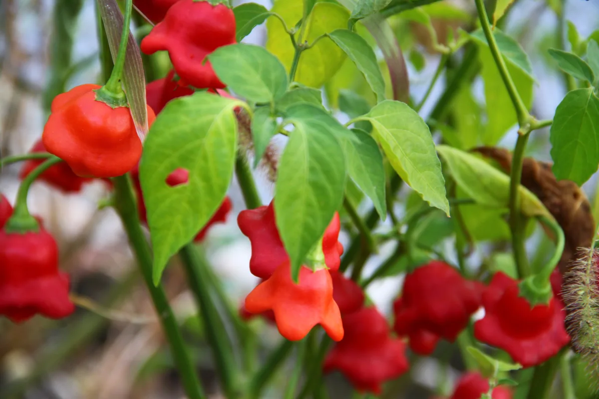 Bishop's Crown chilli pepper