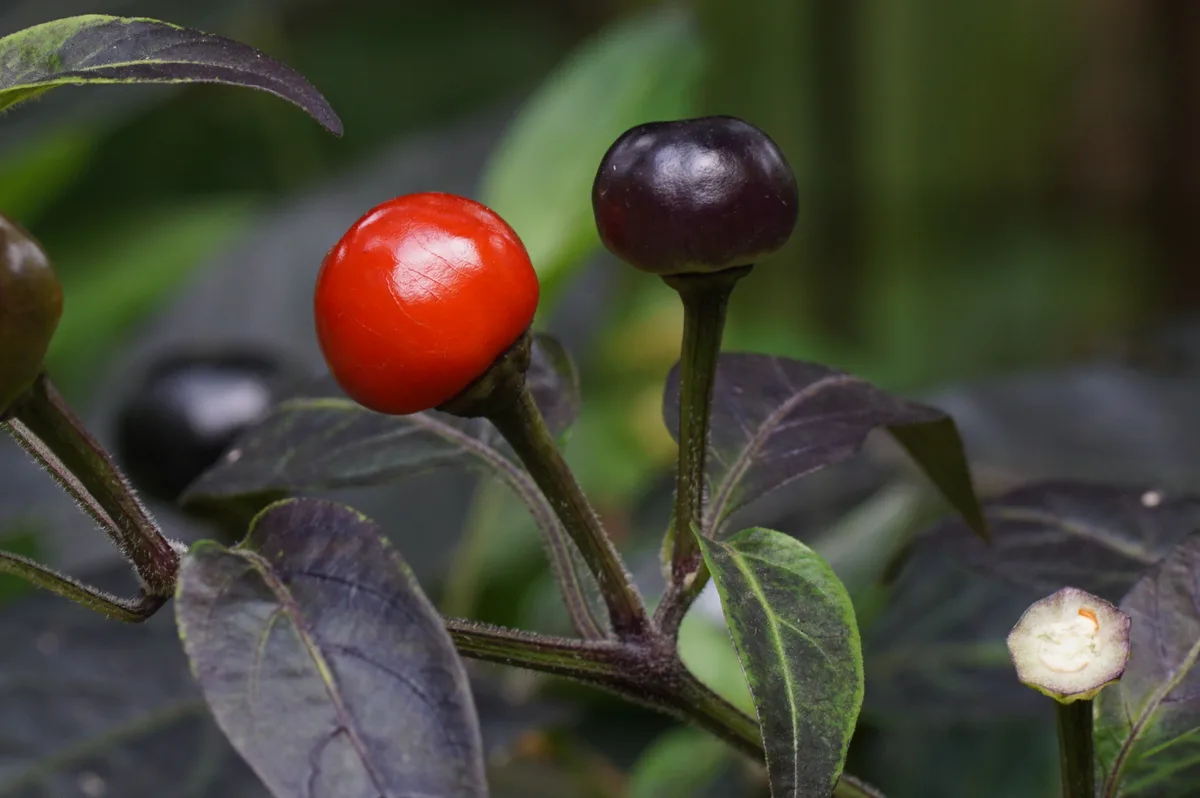 Black Pearl chilli pepper