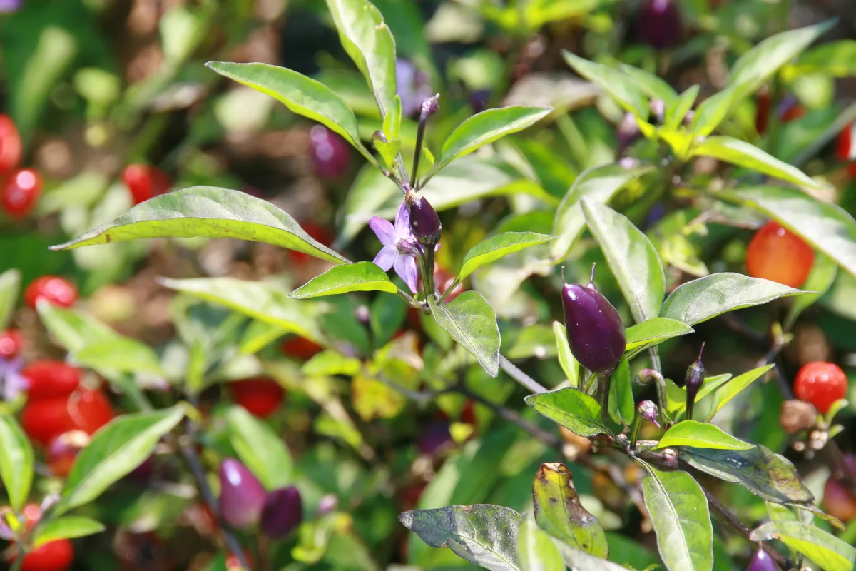 Bolivian Rainbow chilli pepper