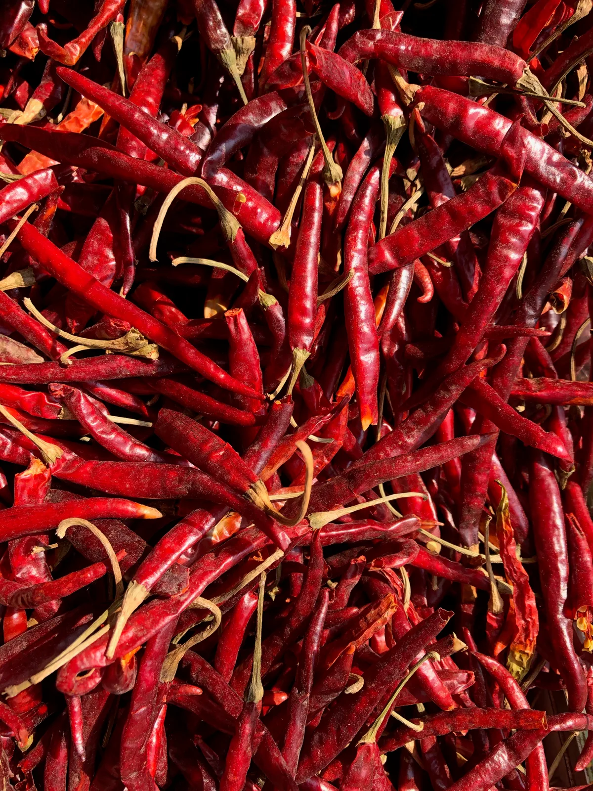 Chile de Árbol chilli pepper