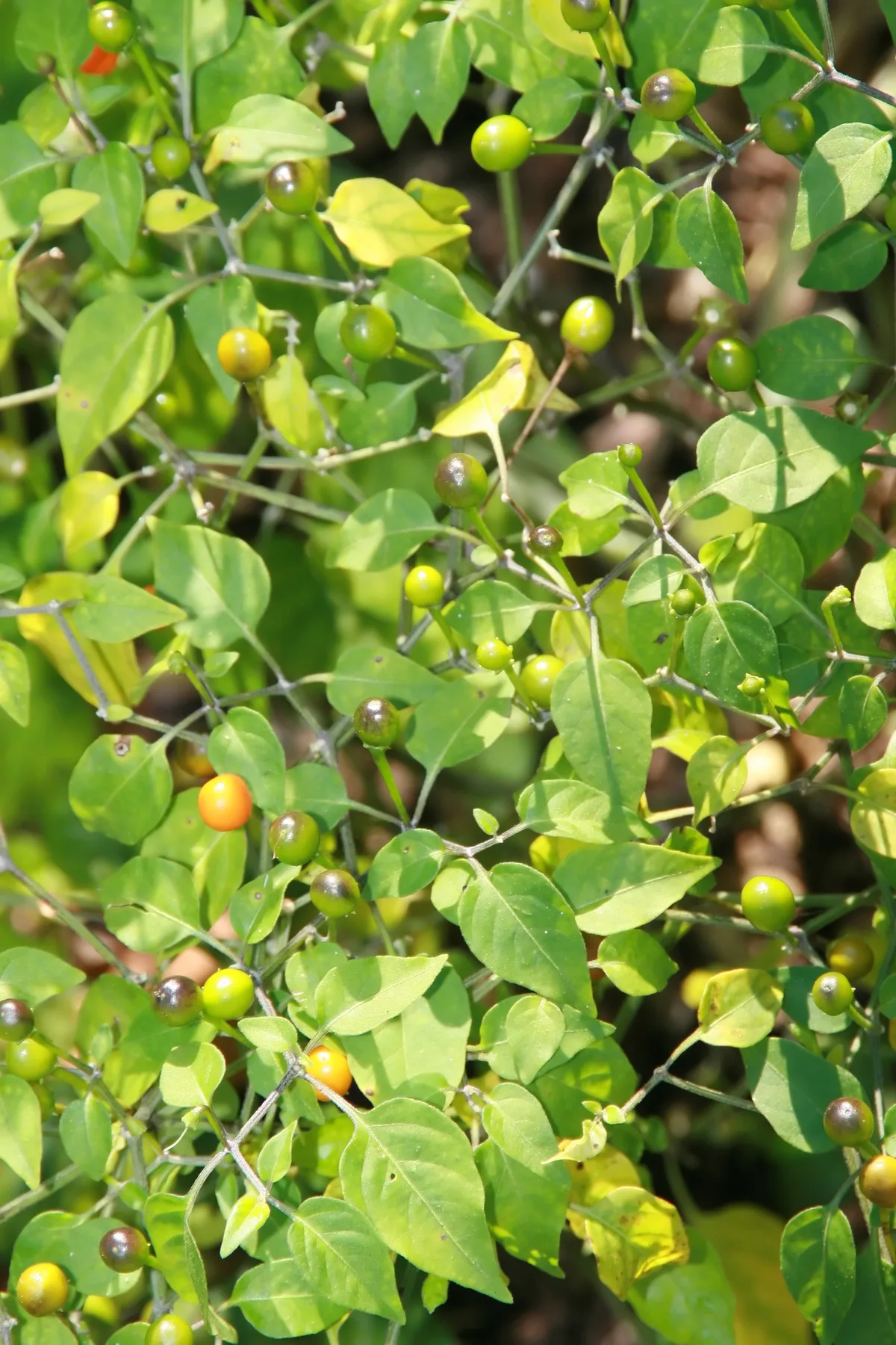 Chiltepin chilli pepper
