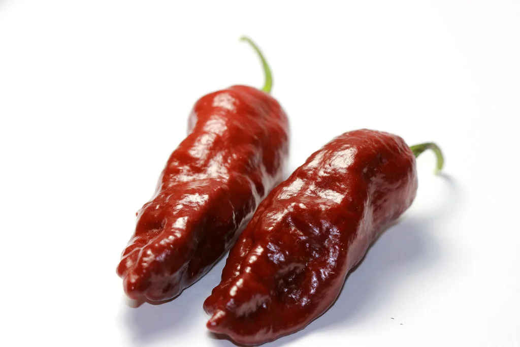 Chocolate Bhutlah chilli pepper