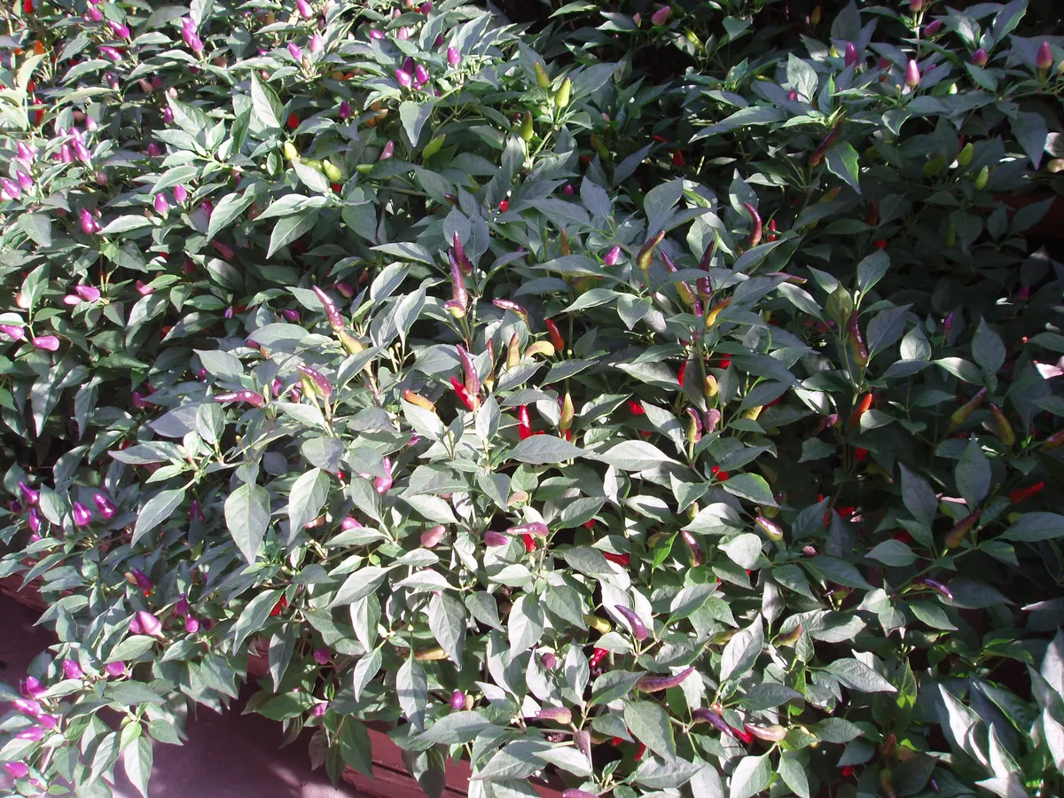 Cone pepper chilli pepper