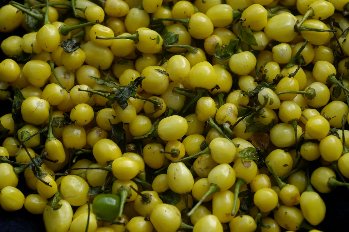 Cumari chilli pepper