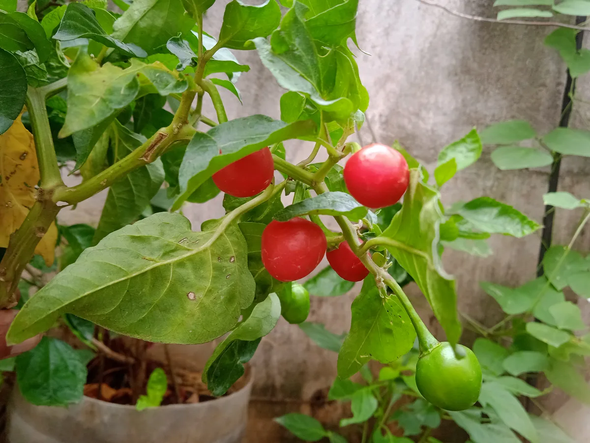 Dalle Khursani chilli pepper