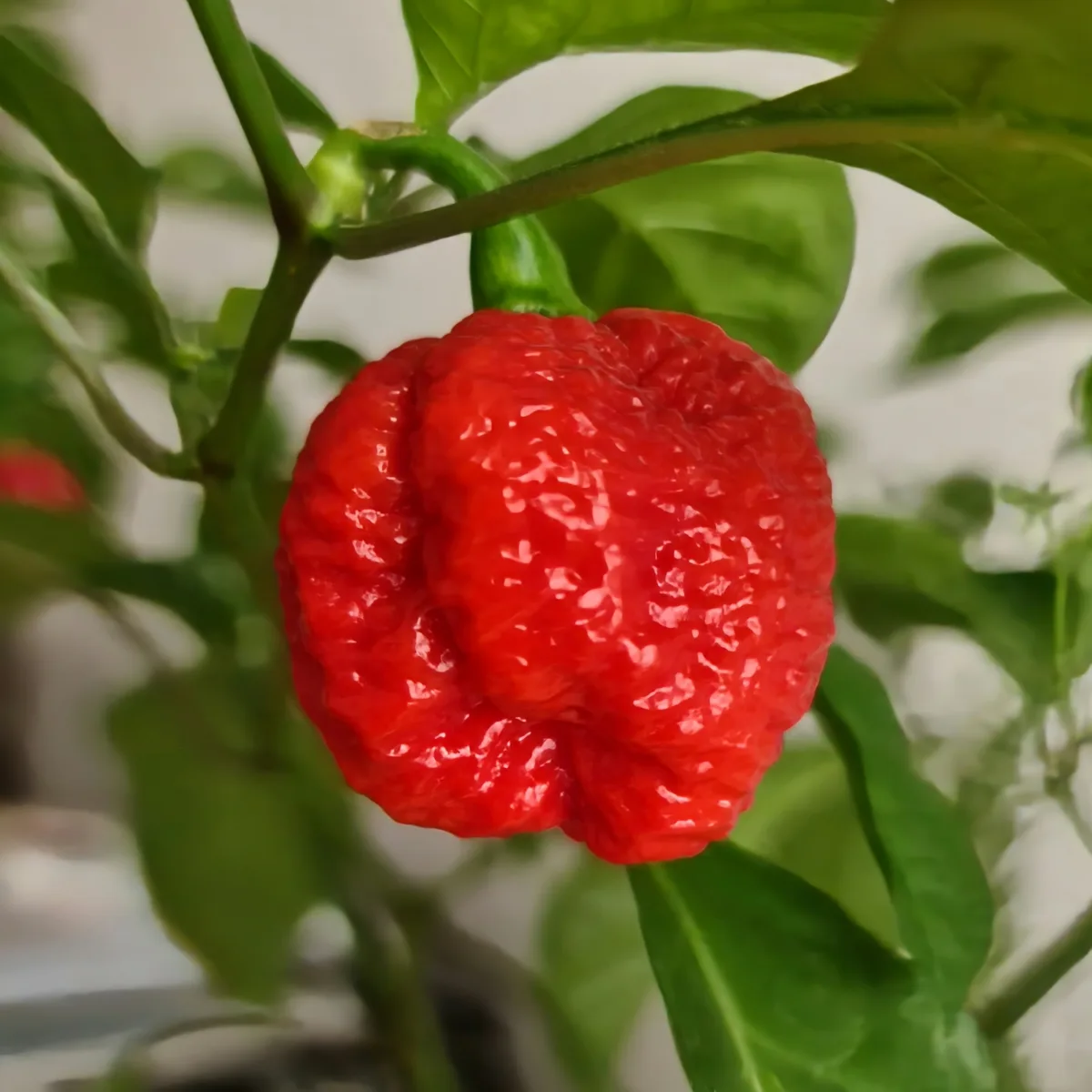 Dragon's Breath chilli pepper