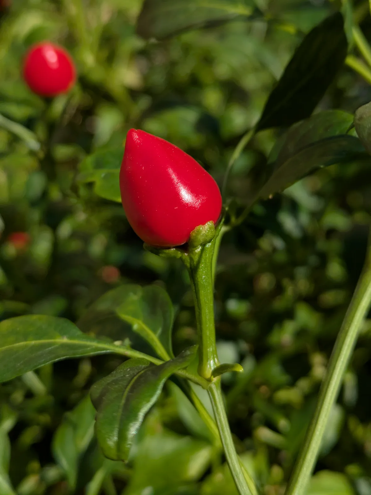 Dundicut chilli pepper
