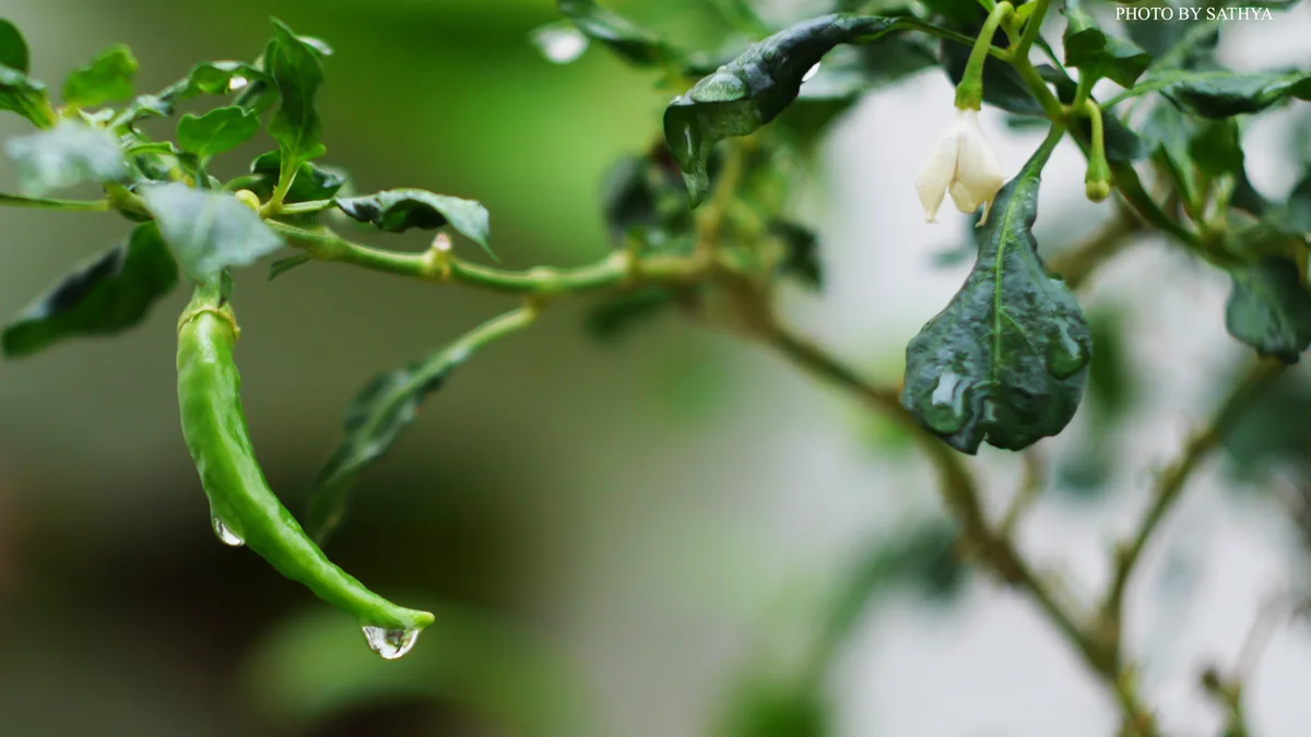 Erjingtiao chilli pepper