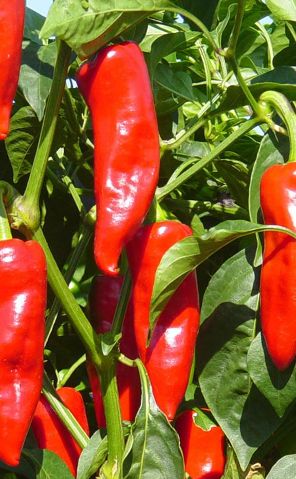 Espelette pepper chilli pepper