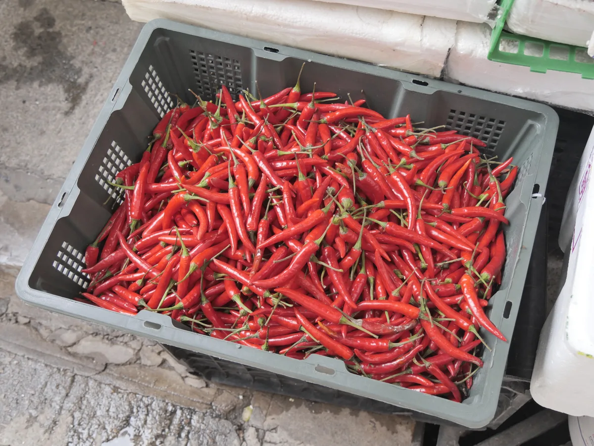 Facing Heaven Pepper chilli pepper