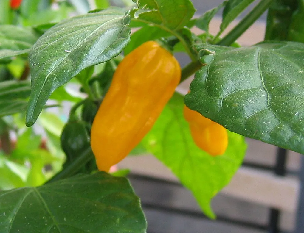 Fatalii chilli pepper