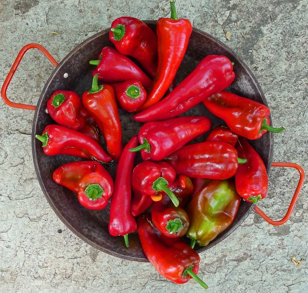 Florina chilli pepper