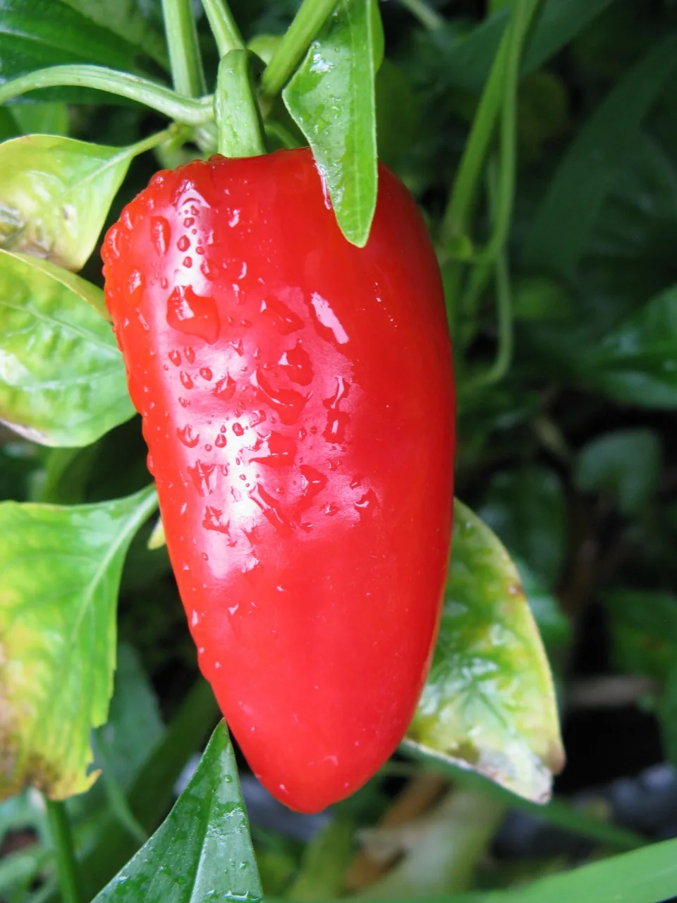 Fresno chilli pepper