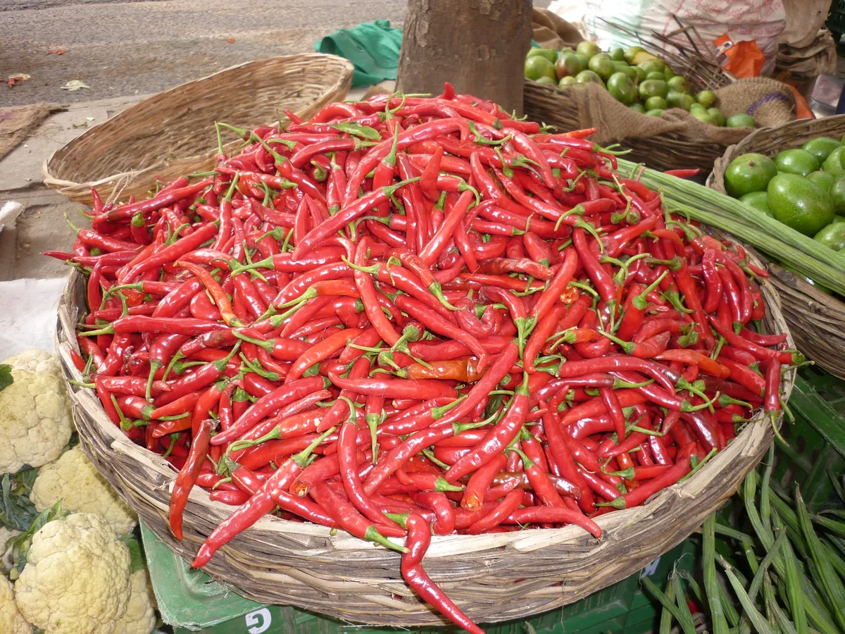 Guntur Sannam chilli pepper