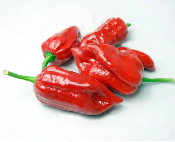 Habanaga chilli pepper