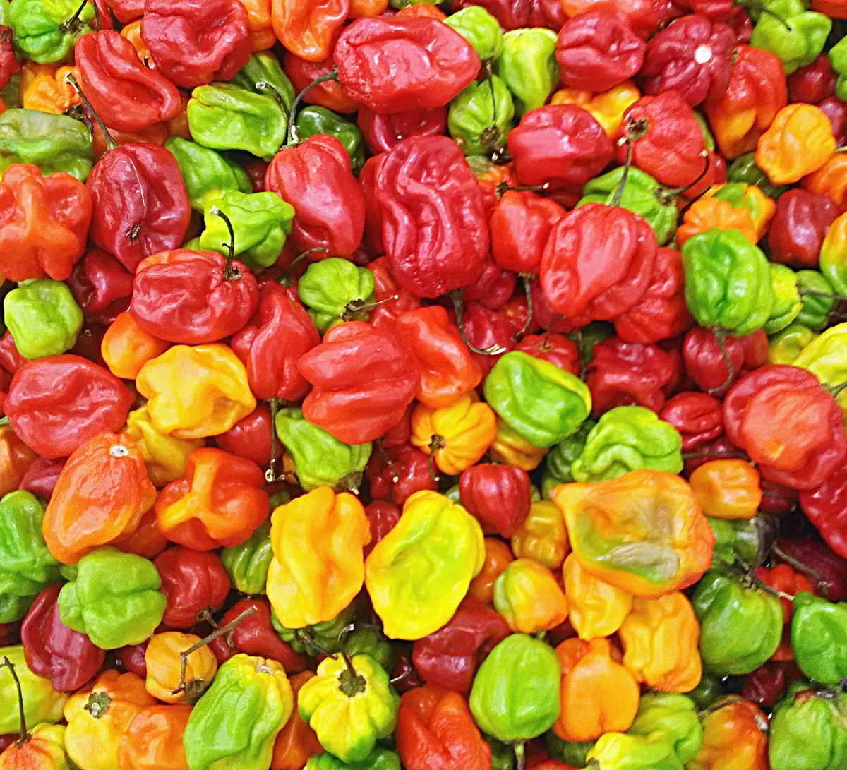 Habanero chilli pepper