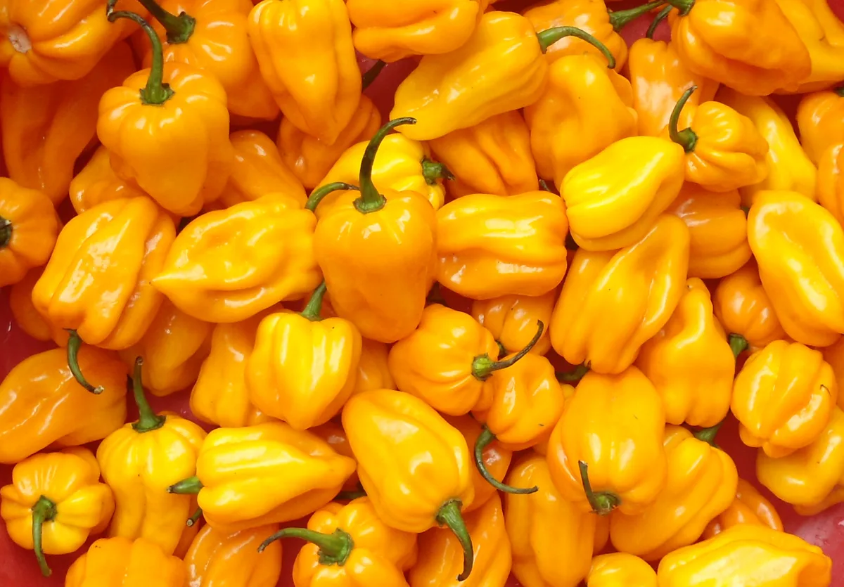 Hainan Yellow Lantern chilli pepper