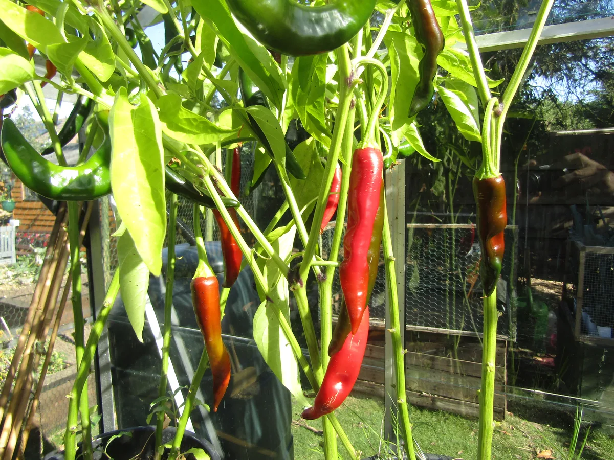 Joe's Long chilli pepper