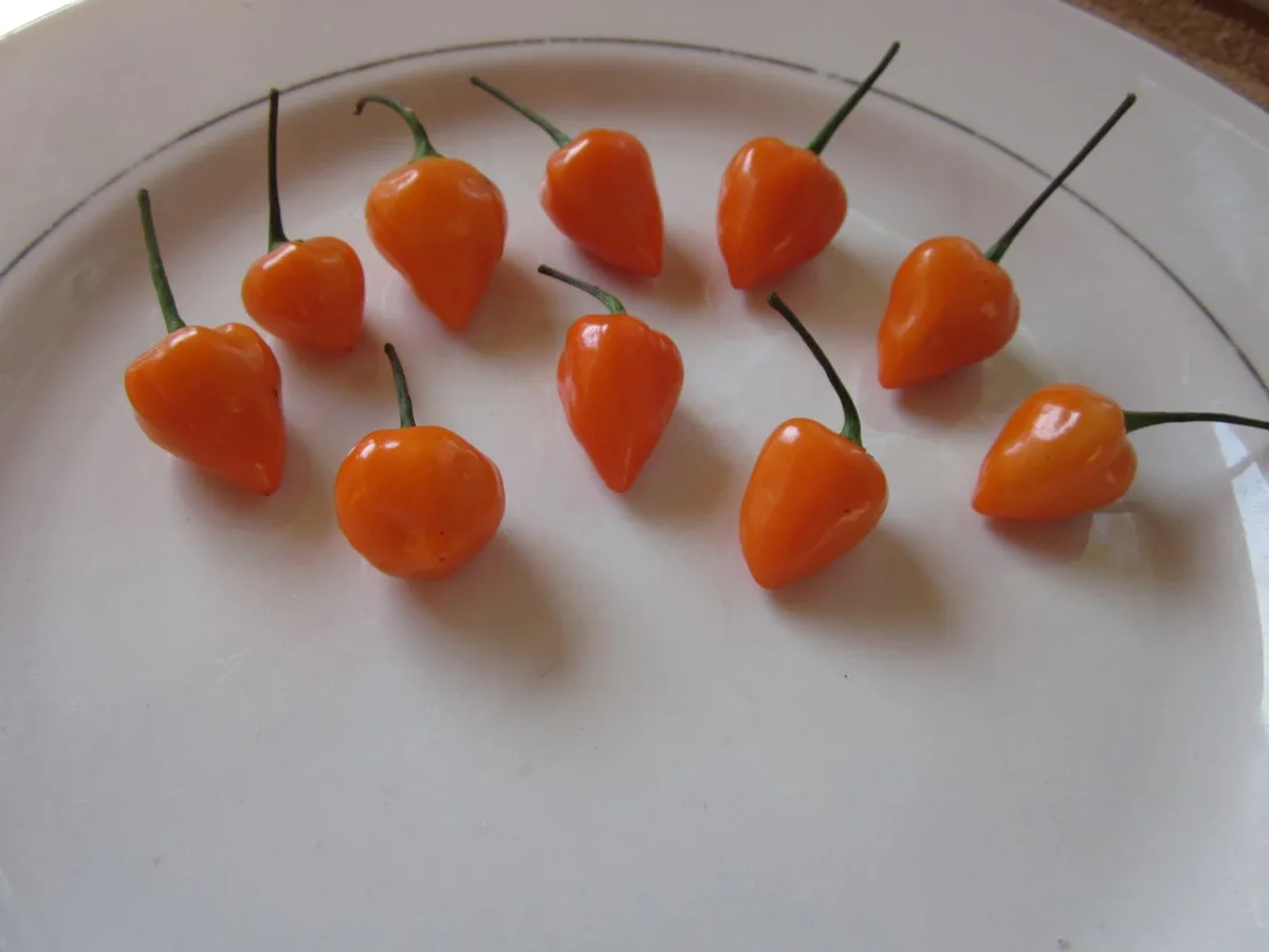 Kambuzi chilli pepper