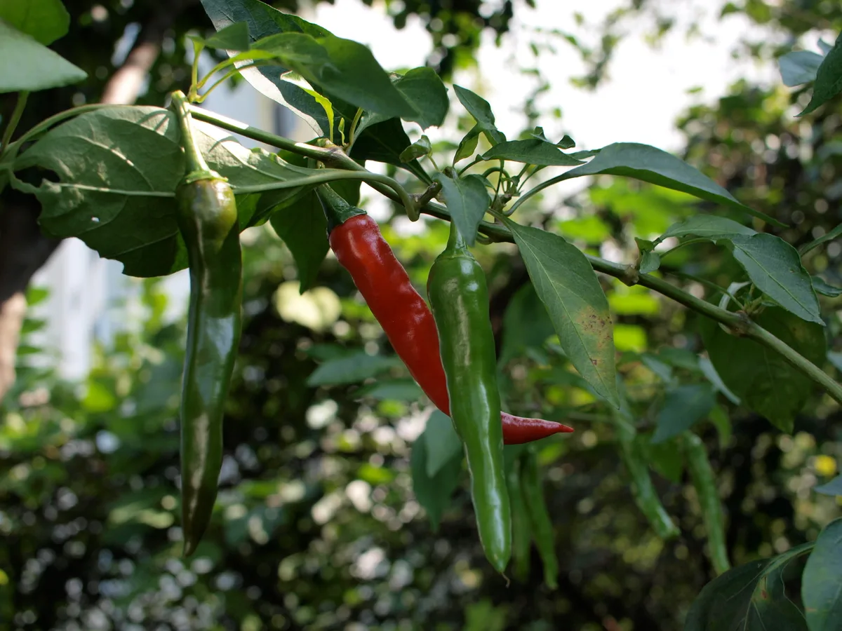 Korean Chilli Pepper chilli pepper