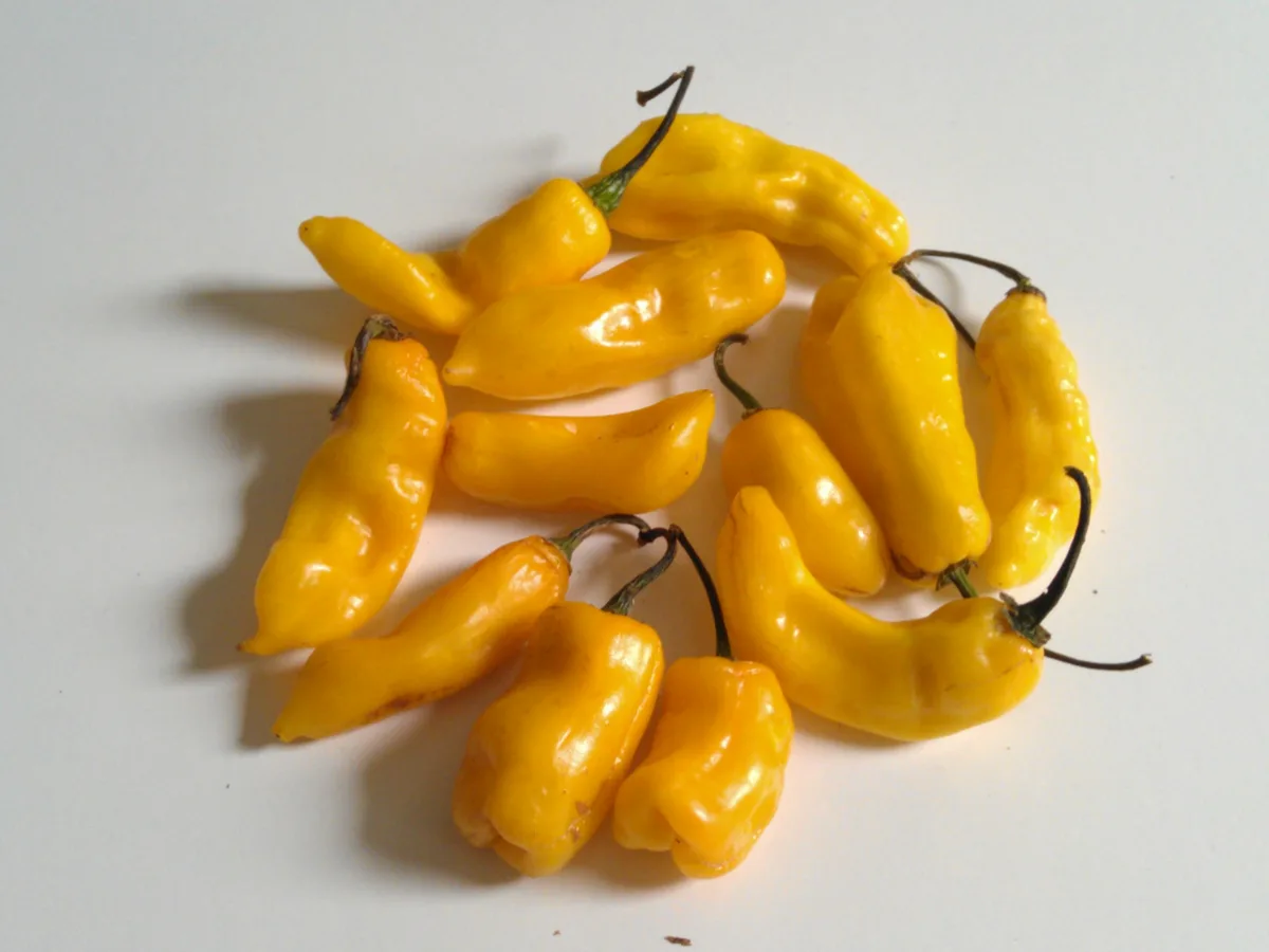 Madame Jeanette chilli pepper