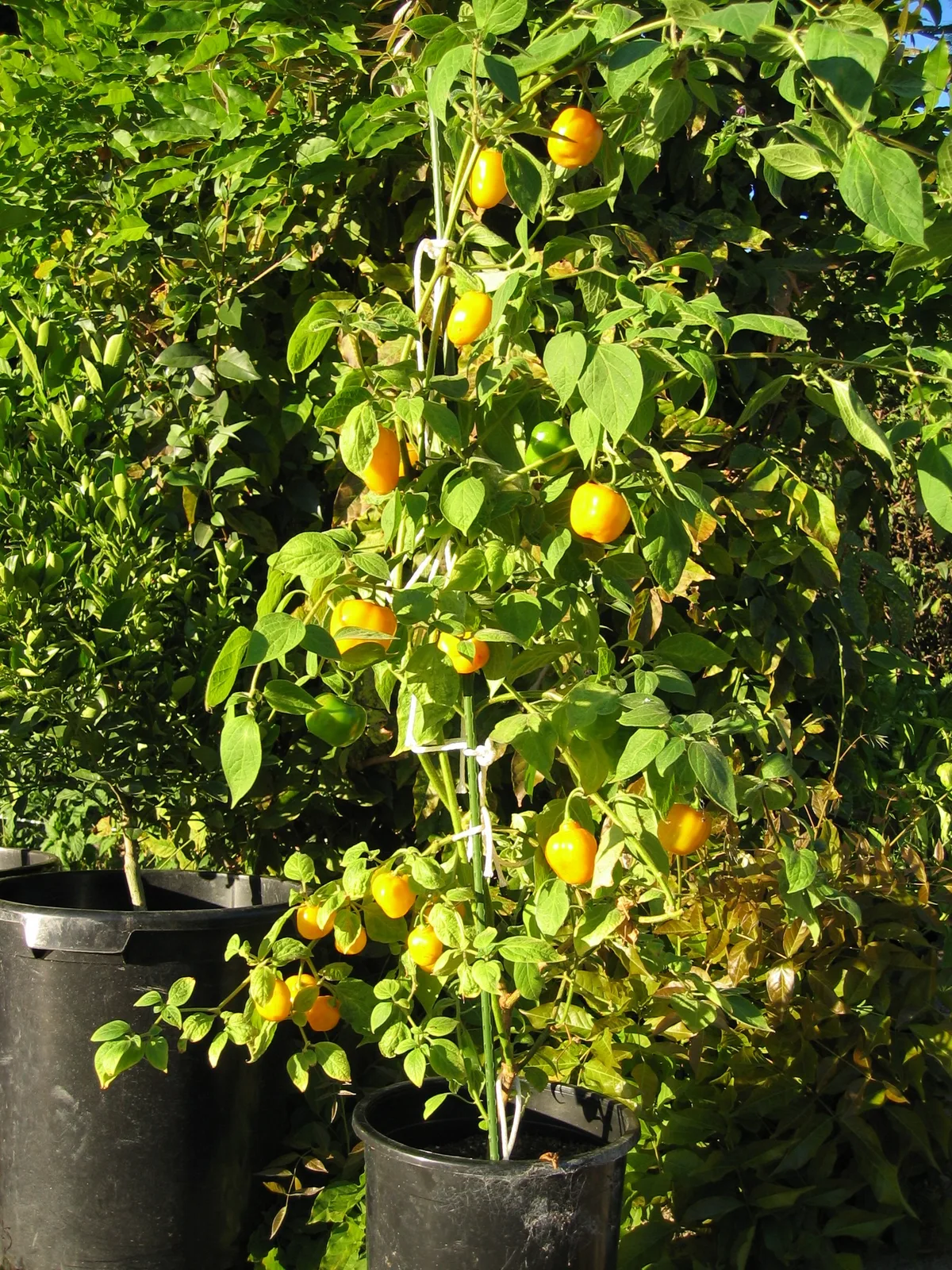 Manzano chilli pepper