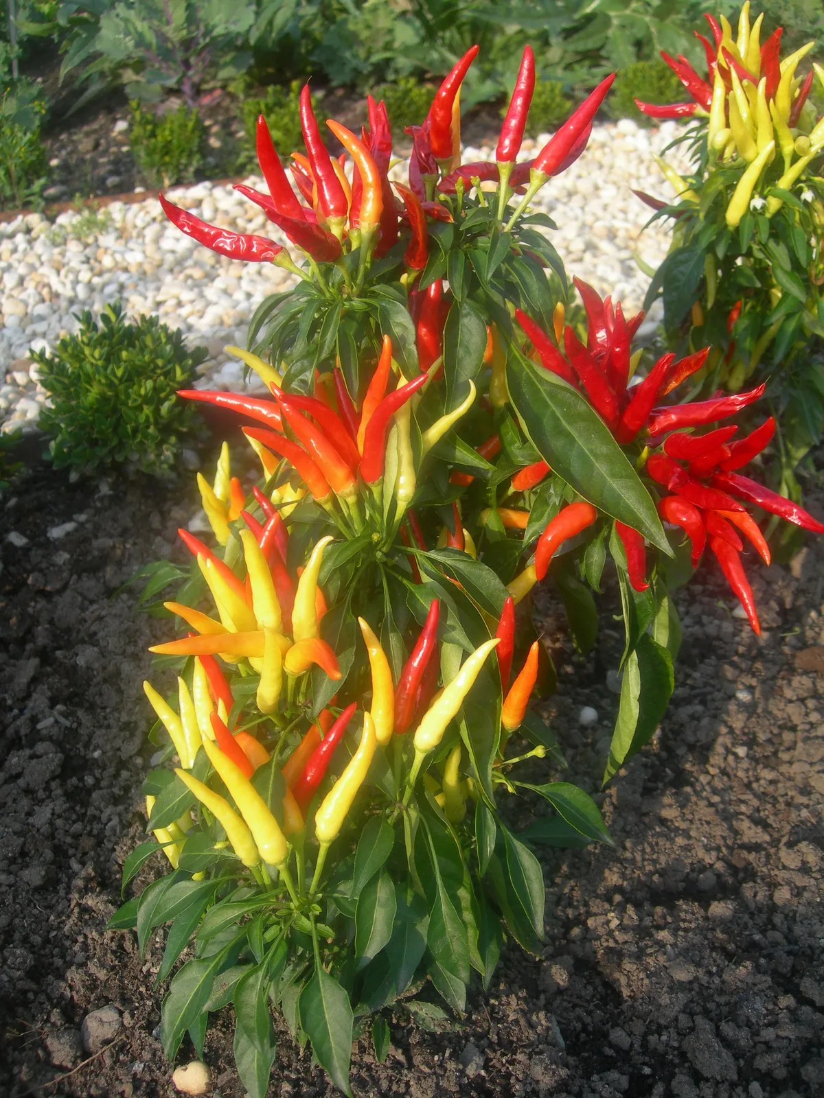 Medusa pepper chilli pepper