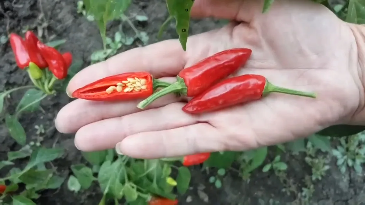 Mirasol chilli pepper