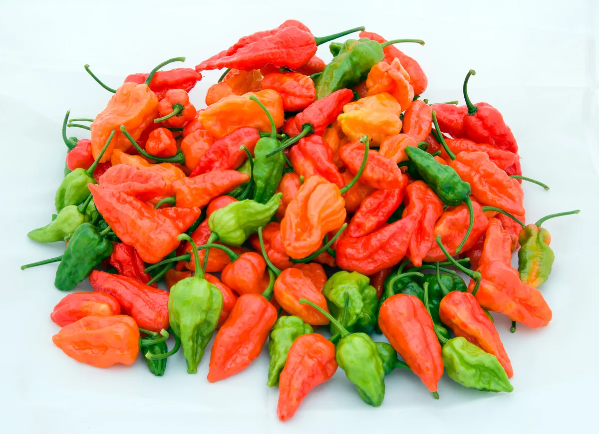 Naga Morich chilli pepper