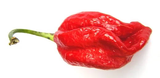 Naga Viper chilli pepper