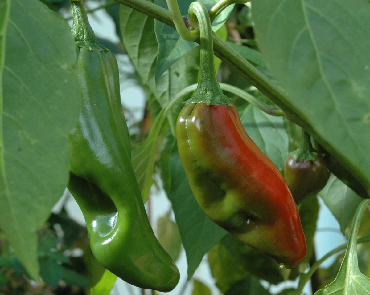 Numex Big Jim chilli pepper
