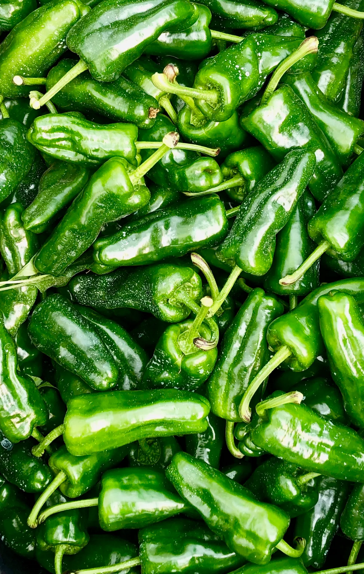 Padrón Pepper chilli pepper