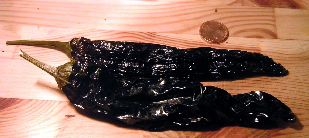 Pasilla chilli pepper