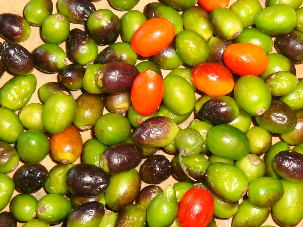 Pequin chilli pepper