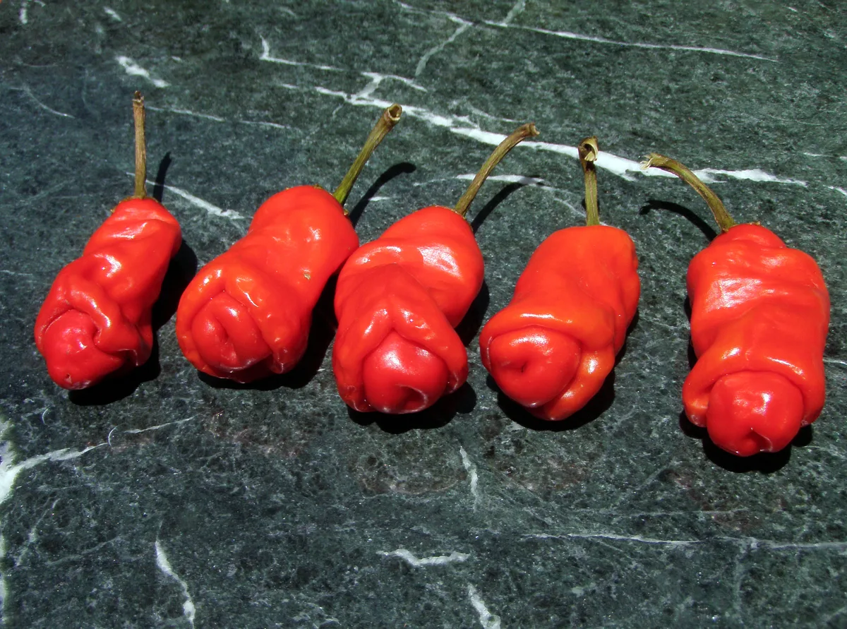 Peter Pepper chilli pepper
