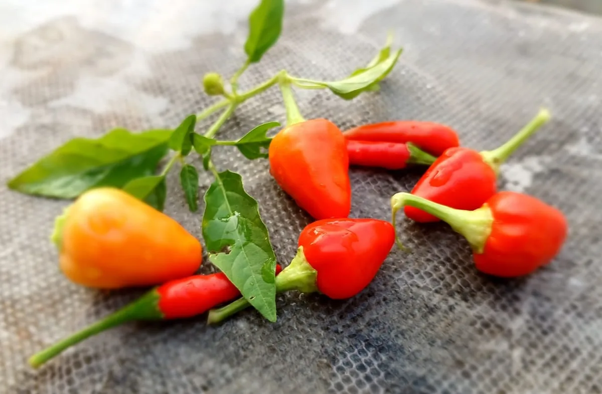 Piquillo pepper chilli pepper