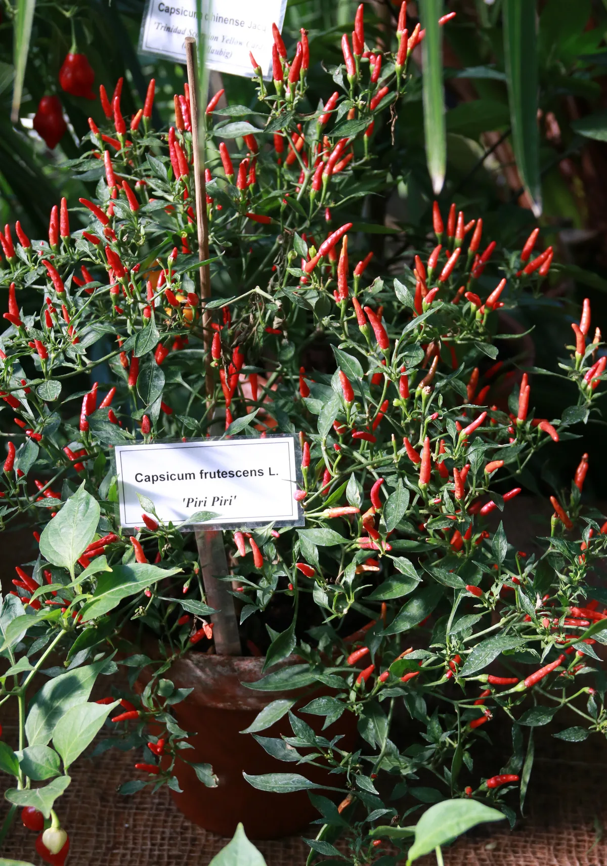 Piri Piri chilli pepper