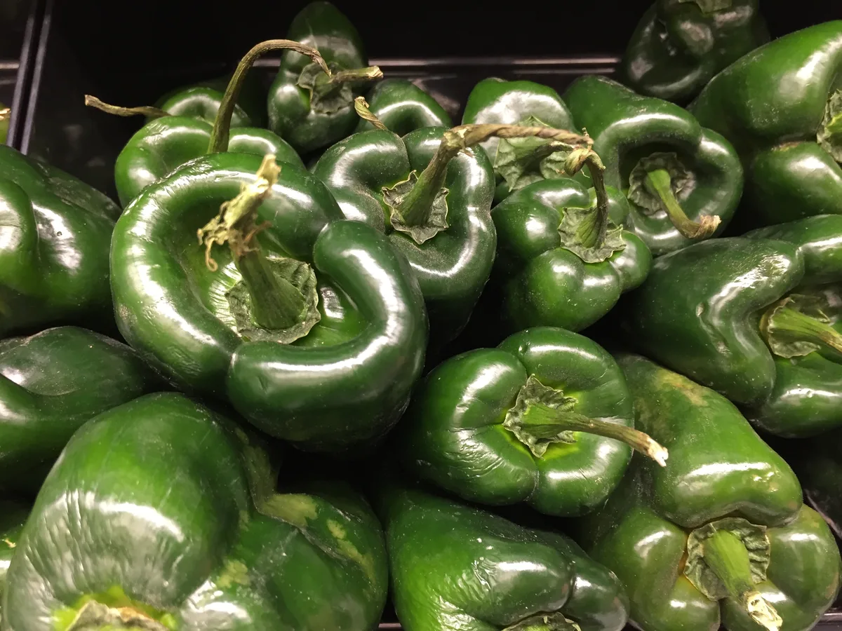 Poblano chilli pepper