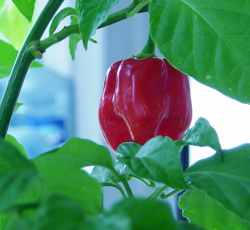Red Savina chilli pepper