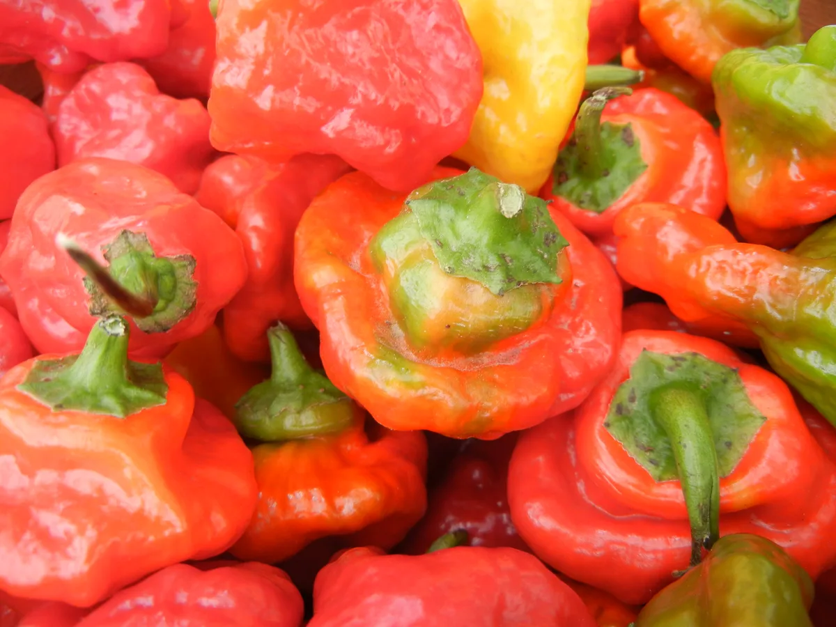 Rocotillo chilli pepper