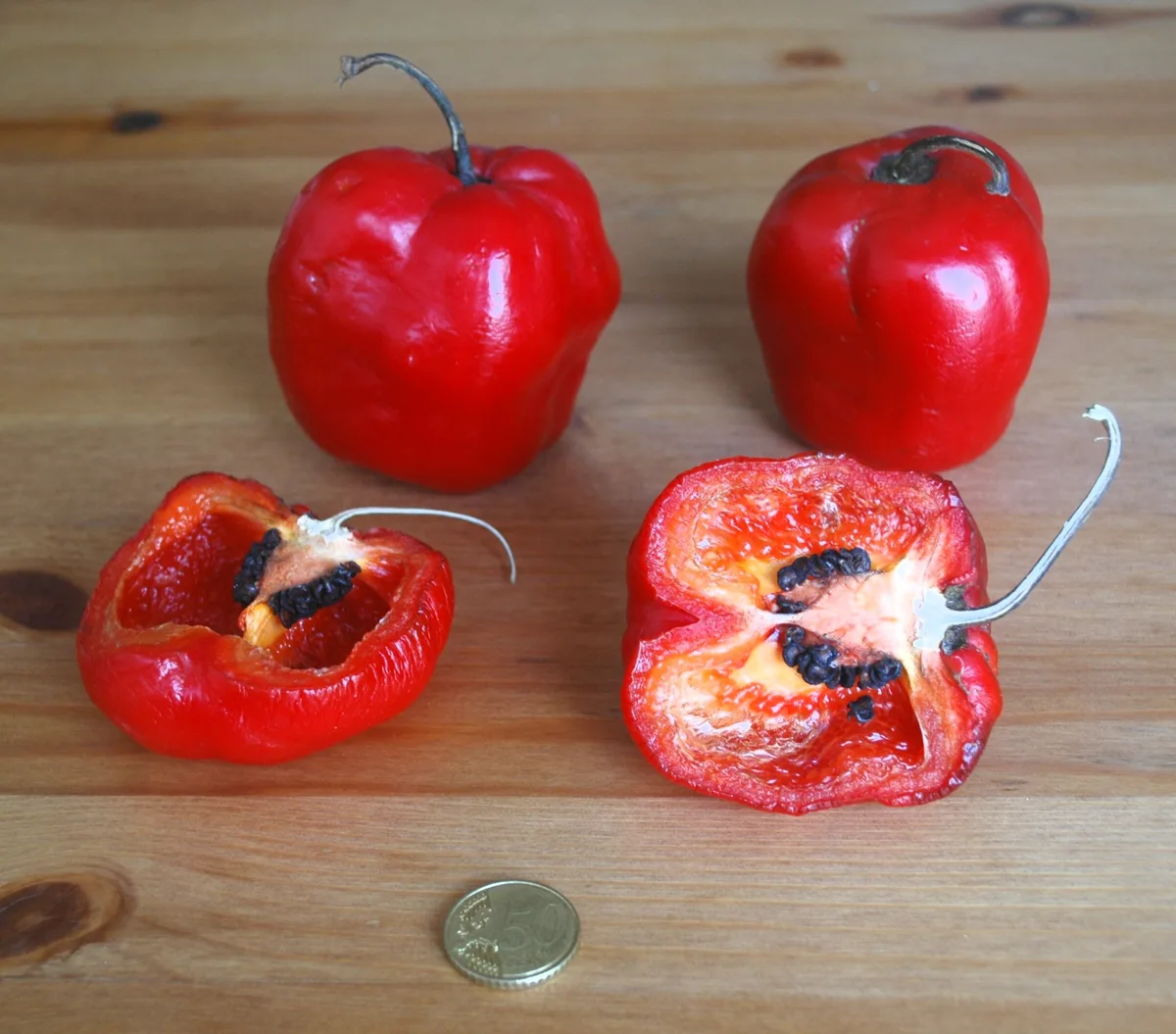Rocoto chilli pepper