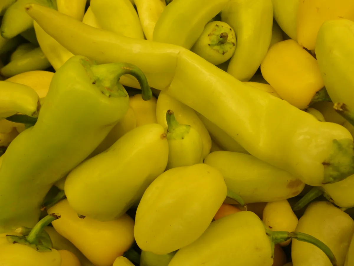 Santa Fe Grande chilli pepper