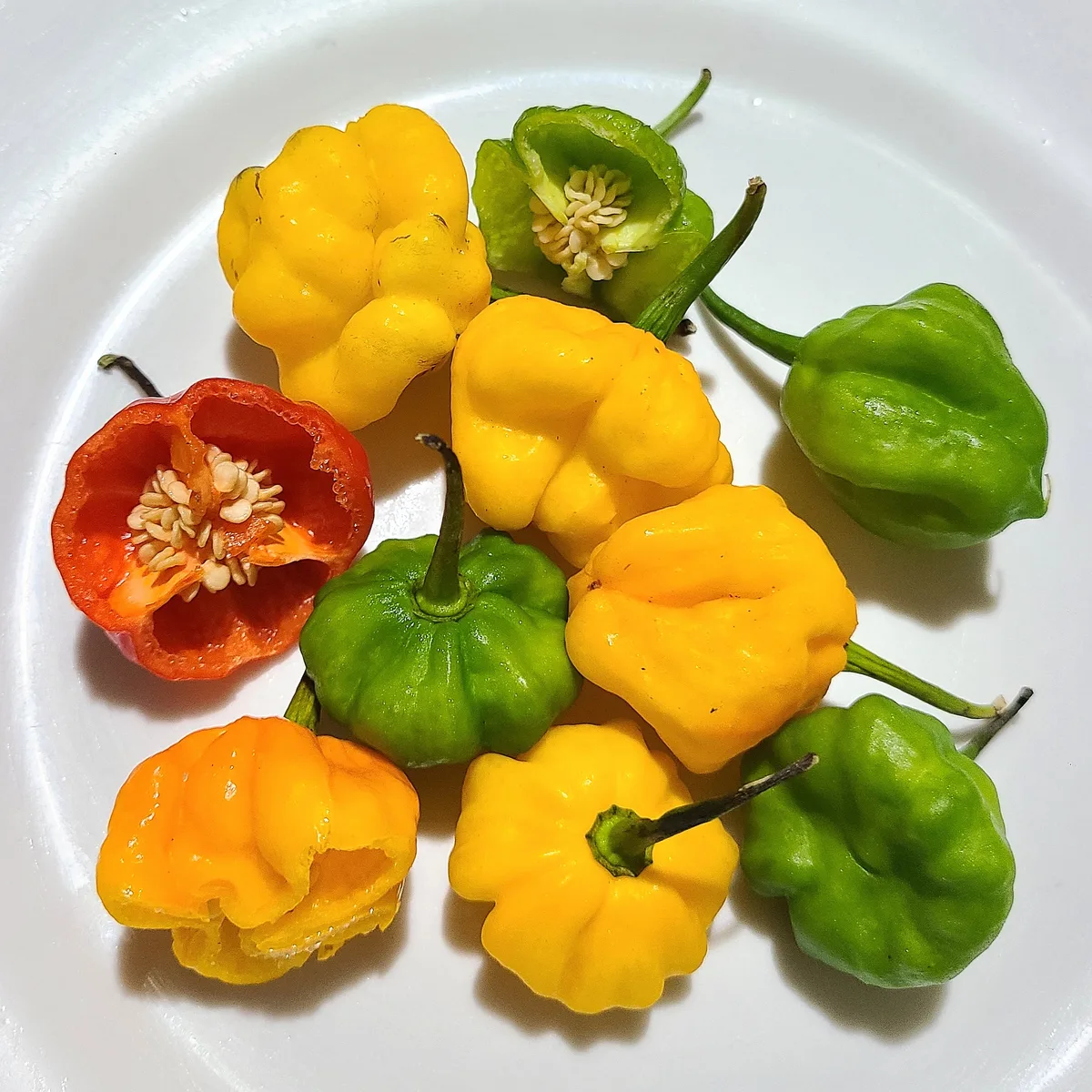 Scotch Bonnet chilli pepper