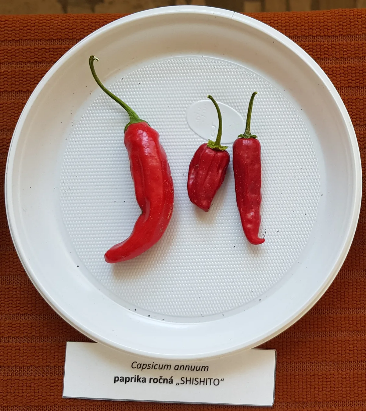 Shishito chilli pepper