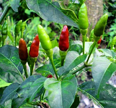 Siling Labuyo chilli pepper